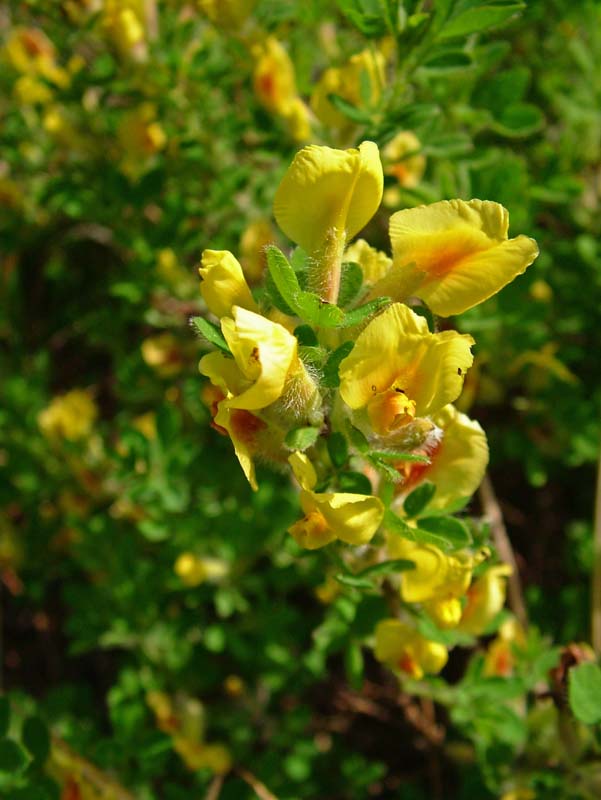 Chamaecytisus hirsutus